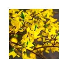 Forsythia / Vårguld - Stort udvalg i forsythia til haven