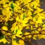 Forsythia