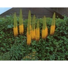 Kleopatras nål - Eremurus planter til haven | Kridtvejs Planter