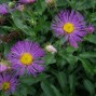 Erigeron / Bakkestjerne