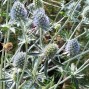 Eryngium / Mandstro