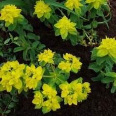 Vortemælk - Find euphorbia stauder online | Kridtvejs Planter