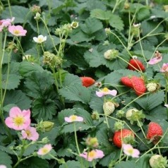 Prydjordbær | Stort udvalg i flerårige prydjordbær