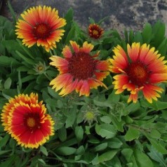 Kokardeblomst - køb gaillardia online | Se vores udvalg