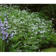 Skovmærke - Galium stauder til haven | Se vores udvalg