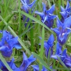 Ensian 'Gentiana' | Stort udvalg i flotte Ensian & stauder