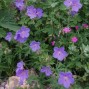 Geranium / Storkenæb