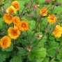 Geum / Nellikerod