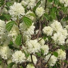 Troldel - Alt om Fothergilla buske | Se vores udvalg hos Kridtvejs Planter