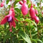 Havefuchsia - Fuchsia
