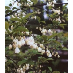 Sneklokketræ - Køb halesia carolina her | Kridtvejs Planter