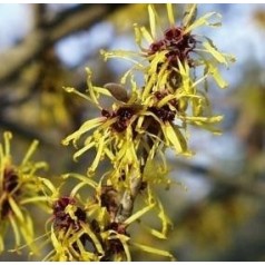 Troldnød 'Hamamelis' | Stort udvalg i flotte troldnød træer