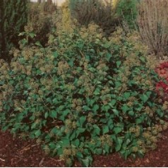 Buskvedbend - Dyrk nemt hedera helix arborescens | Kridtvejs Planter