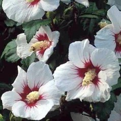 Hibiscus / Syrisk rose | Stort udvalg i hibiscus til haven