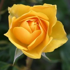 Roser til haven & krukker | Stort udvalg i roser