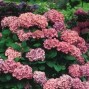 Hortensia - Hydrangea