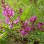 Himalaya Indigo - Indigofera
