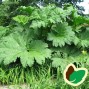 Gunnera / Mammutblad