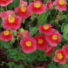 Soløje - Stort udvalg i flerårige Soløje planter