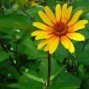 Heliopsis / Dagøje