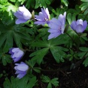 Blå Anemone | Stort udvalg i stauder & buske til haven