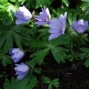 Hepatica / Blå Anemone