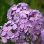 Hesperis / Natviol