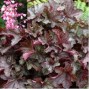 Heuchera / Alunrod