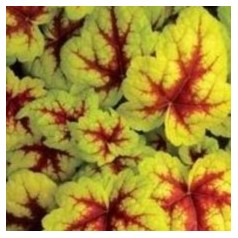Heucherella - find dine stauder her | Kridtvejs Planter
