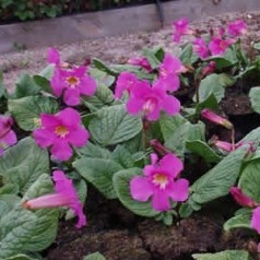 Havegloxinea - Find dine planter hos Kridtvejs Planter | Se vores udvalg