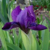 Iris / Iris