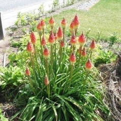 Raketblomst - Skab liv i haven med kniphofia | Se vores udvalg
