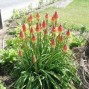 Kniphofia / Raketblomst