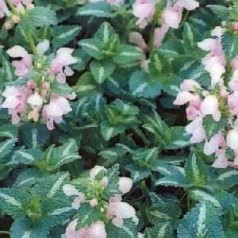 Plettet tvetand - Få den i din have | Kridtvejs Planter