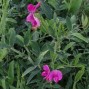 Lathyrus / Flerårig Ærteblomst