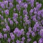 Lavandula / Lavendel