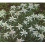 Leontopodium / Edelweiss