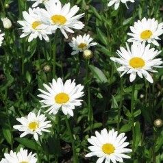 Kæmpemargerit - køb leucanthemum til haven | Kridtvejs Planter