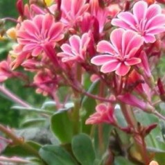 Bitterrod - køb lewisia stauder online | Se vores udvalg