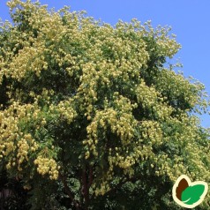 Kinesertræ - Køb Koelreuteria paniculata her | Kridtvejs Planter