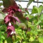 Fasanbusk - Leycesteria