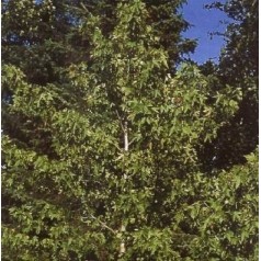 Ambratræ | Stort udvalg i buske & træer til haven