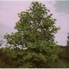 Tulipantræ - liriodendron til haven | kridtvejs planter køb her