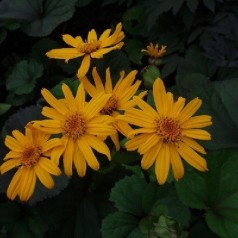Nøkketunge - køb ligularia online hos Kridtvejs Planter