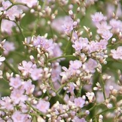 Hindebæger - køb limonium stauder online | Se vores udvalg