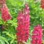 Lupinus / Lupin