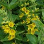 Lysimachia / Fredløs