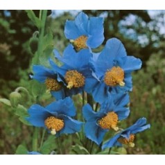 Valmuesøster - køb meconopsis online | Se vores udvalg