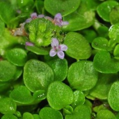 Fruemynte - køb mentha stauder online | Se vores udvalg