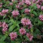 Monarda / Hestemynte